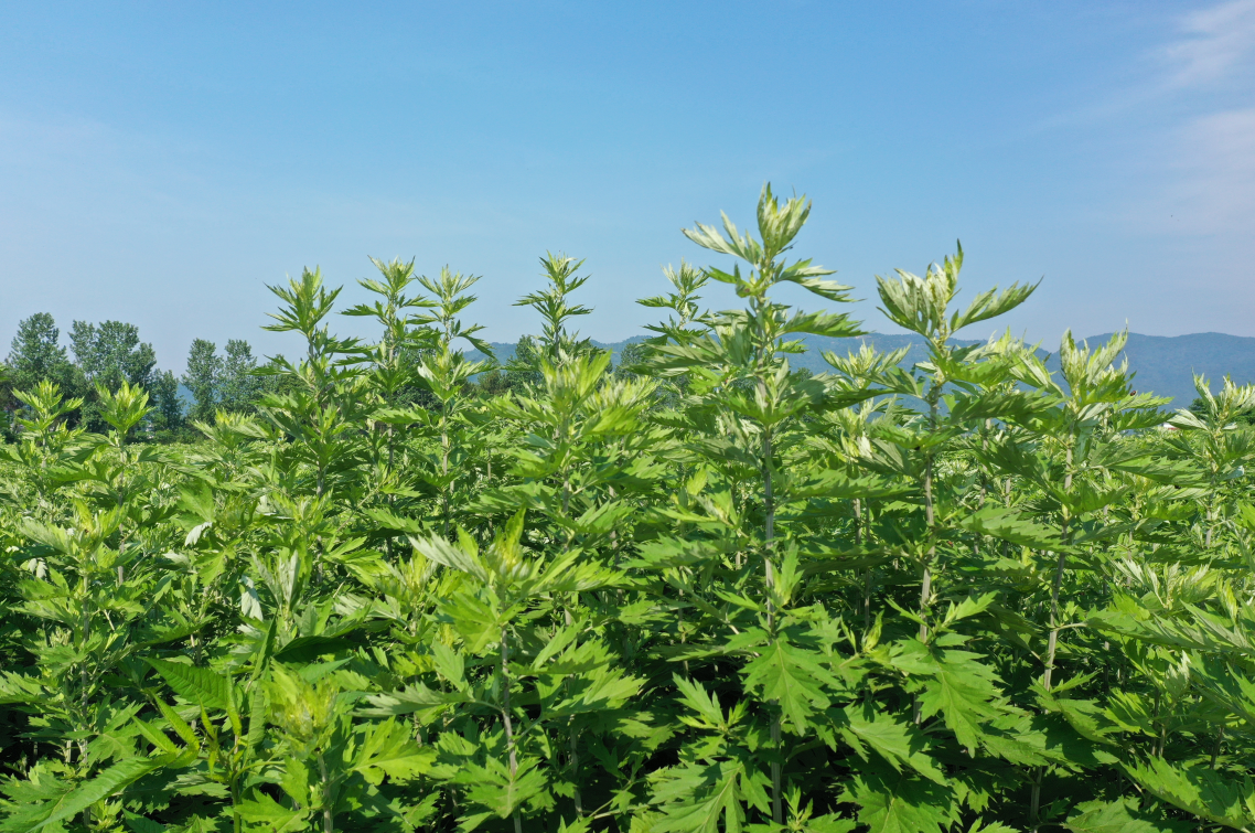 蕲艾大健康风口来临加